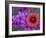 Phlox and Indian Blanket, Near Devine, Texas, USA-Darrell Gulin-Framed Photographic Print