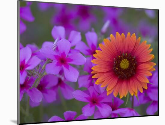 Phlox and Indian Blanket, Near Devine, Texas, USA-Darrell Gulin-Mounted Photographic Print