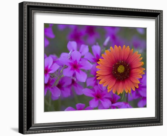 Phlox and Indian Blanket, Near Devine, Texas, USA-Darrell Gulin-Framed Photographic Print