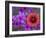 Phlox and Indian Blanket, Near Devine, Texas, USA-Darrell Gulin-Framed Photographic Print