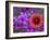 Phlox and Indian Blanket, Near Devine, Texas, USA-Darrell Gulin-Framed Photographic Print