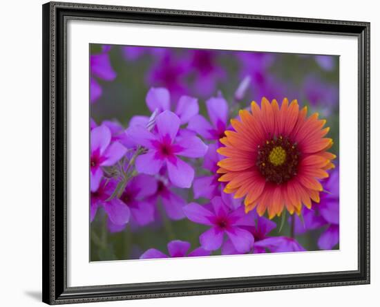 Phlox and Indian Blanket, Near Devine, Texas, USA-Darrell Gulin-Framed Photographic Print