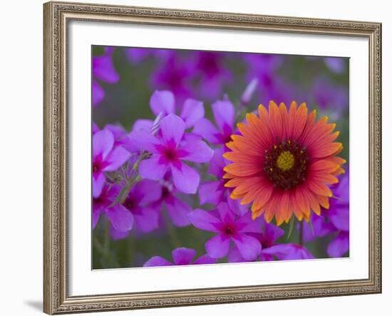 Phlox and Indian Blanket, Near Devine, Texas, USA-Darrell Gulin-Framed Photographic Print