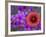 Phlox and Indian Blanket, Near Devine, Texas, USA-Darrell Gulin-Framed Photographic Print