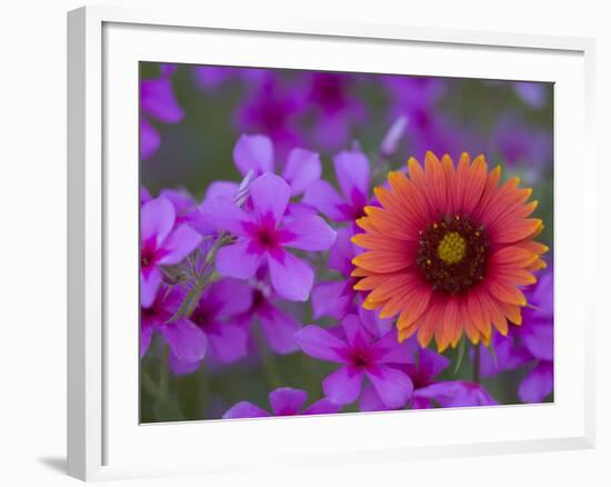 Phlox and Indian Blanket, Near Devine, Texas, USA-Darrell Gulin-Framed Photographic Print