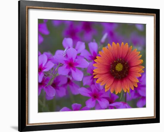 Phlox and Indian Blanket, Near Devine, Texas, USA-Darrell Gulin-Framed Photographic Print