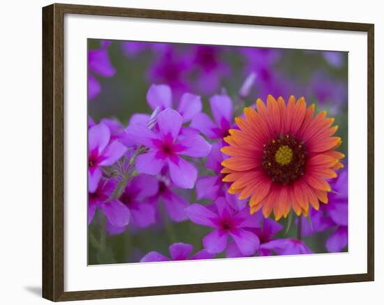 Phlox and Indian Blanket, Near Devine, Texas, USA-Darrell Gulin-Framed Photographic Print