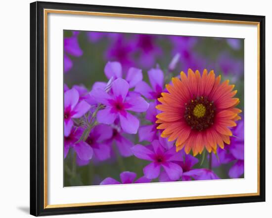 Phlox and Indian Blanket, Near Devine, Texas, USA-Darrell Gulin-Framed Photographic Print