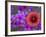 Phlox and Indian Blanket, Near Devine, Texas, USA-Darrell Gulin-Framed Photographic Print