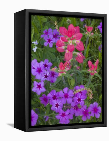 Phlox and Indian Paint Brush Near Devine, Texas, USA-Darrell Gulin-Framed Premier Image Canvas