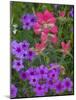 Phlox and Indian Paint Brush Near Devine, Texas, USA-Darrell Gulin-Mounted Photographic Print