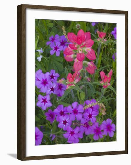 Phlox and Indian Paint Brush Near Devine, Texas, USA-Darrell Gulin-Framed Photographic Print