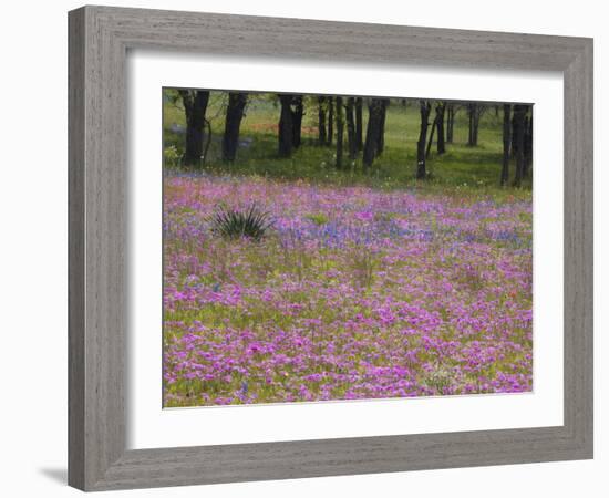 Phlox and Oak Trees in Springtime, Nixon, Texas, USA-Darrell Gulin-Framed Photographic Print