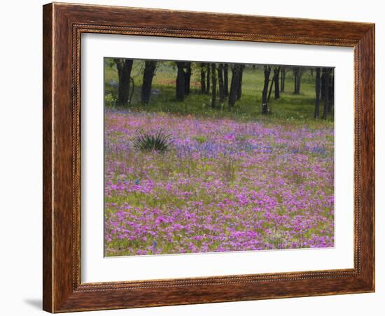 Phlox and Oak Trees in Springtime, Nixon, Texas, USA-Darrell Gulin-Framed Photographic Print