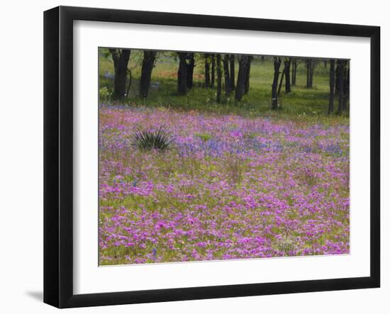 Phlox and Oak Trees in Springtime, Nixon, Texas, USA-Darrell Gulin-Framed Photographic Print