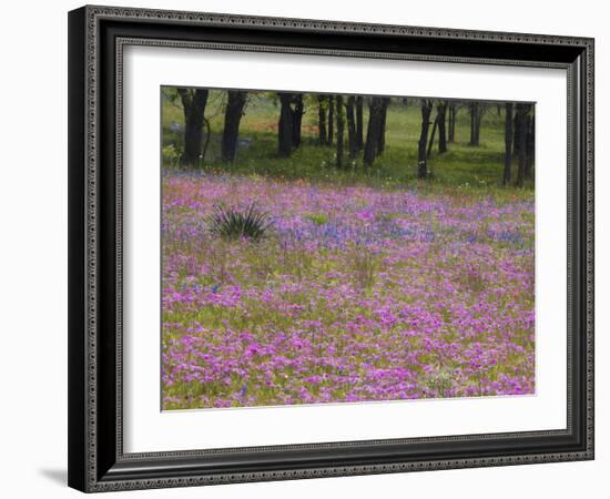 Phlox and Oak Trees in Springtime, Nixon, Texas, USA-Darrell Gulin-Framed Photographic Print