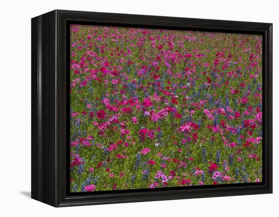 Phlox, Blue Bonnets and Indian Paintbrush Near Brenham, Texas, USA-Darrell Gulin-Framed Premier Image Canvas