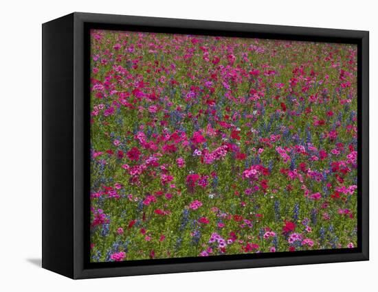 Phlox, Blue Bonnets and Indian Paintbrush Near Brenham, Texas, USA-Darrell Gulin-Framed Premier Image Canvas