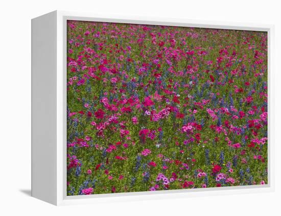 Phlox, Blue Bonnets and Indian Paintbrush Near Brenham, Texas, USA-Darrell Gulin-Framed Premier Image Canvas