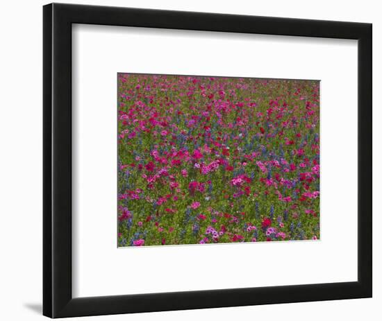 Phlox, Blue Bonnets and Indian Paintbrush Near Brenham, Texas, USA-Darrell Gulin-Framed Photographic Print