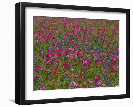 Phlox, Blue Bonnets and Indian Paintbrush Near Brenham, Texas, USA-Darrell Gulin-Framed Photographic Print