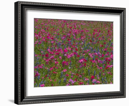 Phlox, Blue Bonnets and Indian Paintbrush Near Brenham, Texas, USA-Darrell Gulin-Framed Photographic Print