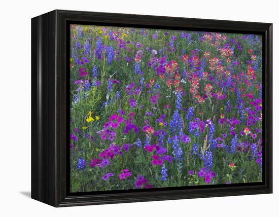 Phlox, Blue Bonnets and Indian Paintbrush Near Brenham, Texas, USA-Darrell Gulin-Framed Premier Image Canvas