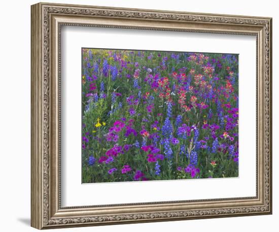 Phlox, Blue Bonnets and Indian Paintbrush Near Brenham, Texas, USA-Darrell Gulin-Framed Photographic Print