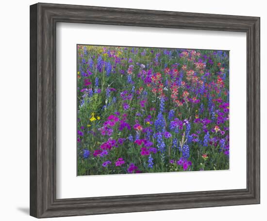 Phlox, Blue Bonnets and Indian Paintbrush Near Brenham, Texas, USA-Darrell Gulin-Framed Photographic Print