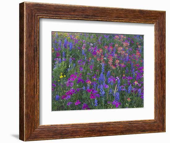 Phlox, Blue Bonnets and Indian Paintbrush Near Brenham, Texas, USA-Darrell Gulin-Framed Photographic Print