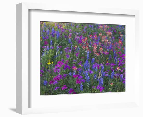 Phlox, Blue Bonnets and Indian Paintbrush Near Brenham, Texas, USA-Darrell Gulin-Framed Photographic Print