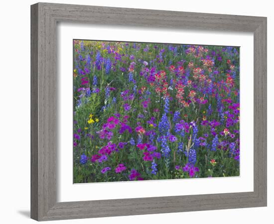 Phlox, Blue Bonnets and Indian Paintbrush Near Brenham, Texas, USA-Darrell Gulin-Framed Photographic Print