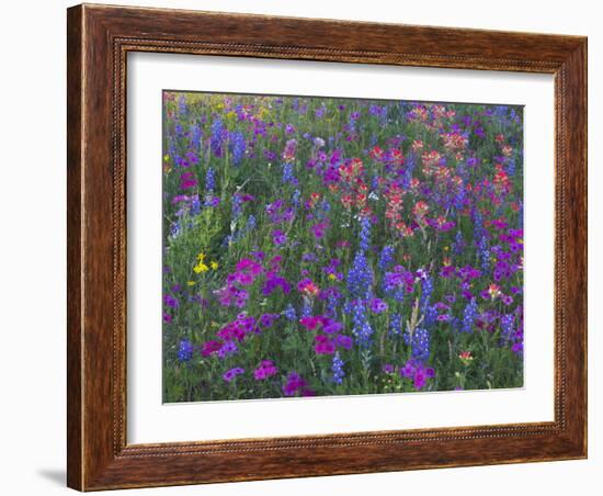 Phlox, Blue Bonnets and Indian Paintbrush Near Brenham, Texas, USA-Darrell Gulin-Framed Photographic Print