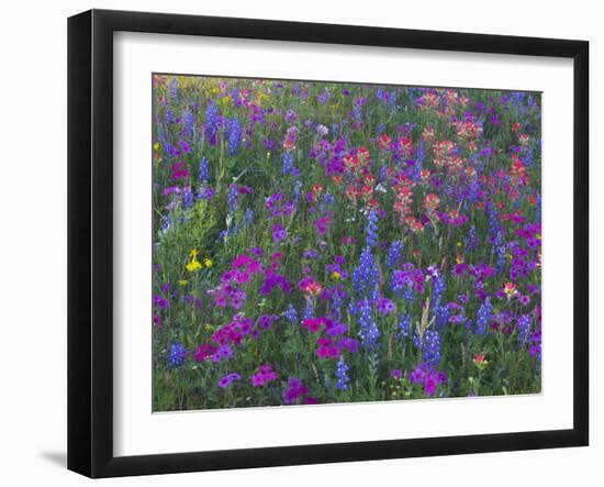 Phlox, Blue Bonnets and Indian Paintbrush Near Brenham, Texas, USA-Darrell Gulin-Framed Photographic Print