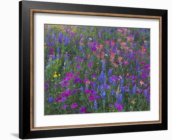 Phlox, Blue Bonnets and Indian Paintbrush Near Brenham, Texas, USA-Darrell Gulin-Framed Photographic Print