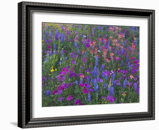 Phlox, Blue Bonnets and Indian Paintbrush Near Brenham, Texas, USA-Darrell Gulin-Framed Photographic Print