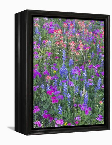 Phlox, Blue Bonnets and Indian Paintbrush Near Brenham, Texas, USA-Darrell Gulin-Framed Premier Image Canvas