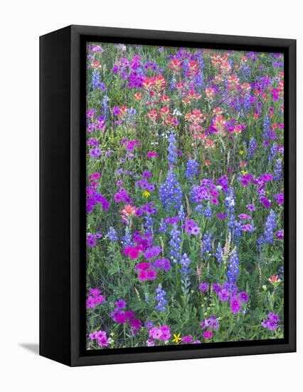 Phlox, Blue Bonnets and Indian Paintbrush Near Brenham, Texas, USA-Darrell Gulin-Framed Premier Image Canvas