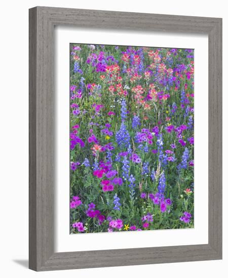 Phlox, Blue Bonnets and Indian Paintbrush Near Brenham, Texas, USA-Darrell Gulin-Framed Photographic Print