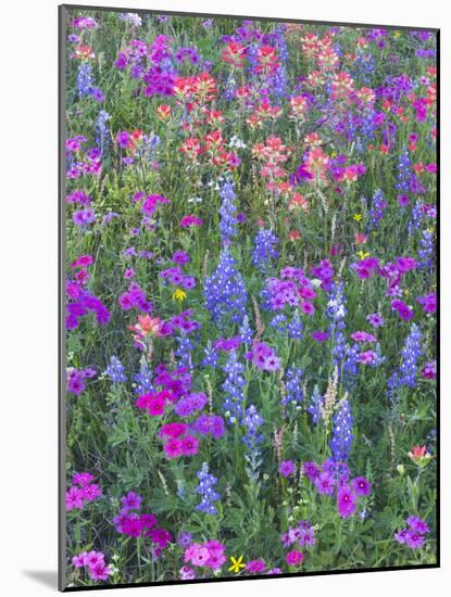 Phlox, Blue Bonnets and Indian Paintbrush Near Brenham, Texas, USA-Darrell Gulin-Mounted Photographic Print