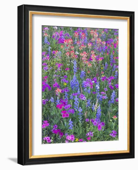 Phlox, Blue Bonnets and Indian Paintbrush Near Brenham, Texas, USA-Darrell Gulin-Framed Photographic Print