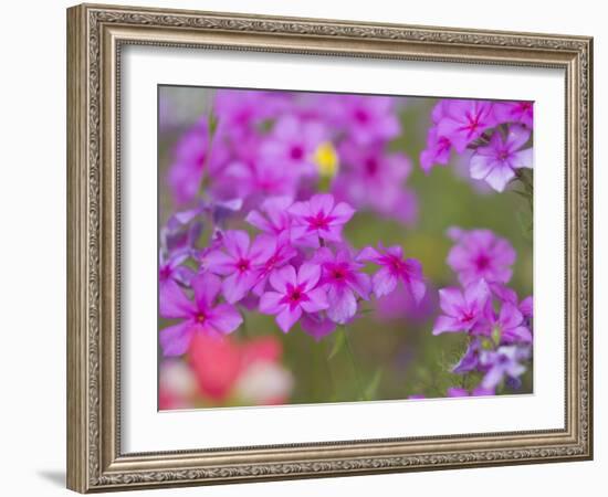 Phlox in Bloom Near Devine, Texas, USA-Darrell Gulin-Framed Photographic Print