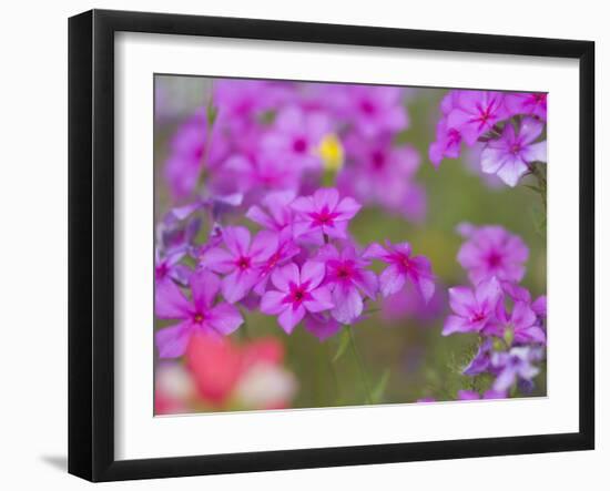 Phlox in Bloom Near Devine, Texas, USA-Darrell Gulin-Framed Photographic Print