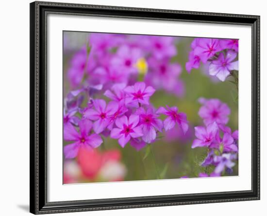 Phlox in Bloom Near Devine, Texas, USA-Darrell Gulin-Framed Photographic Print