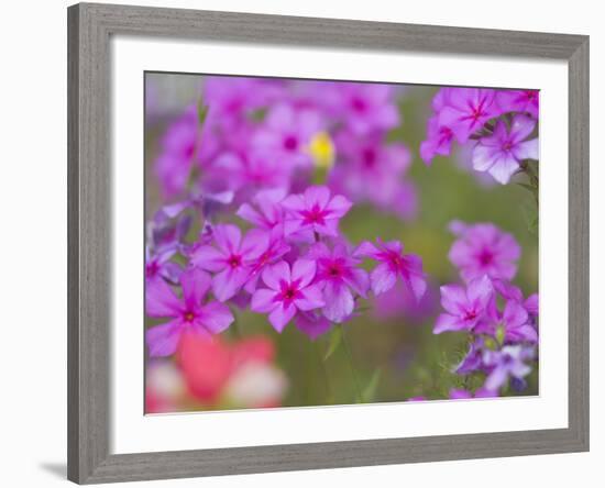 Phlox in Bloom Near Devine, Texas, USA-Darrell Gulin-Framed Photographic Print