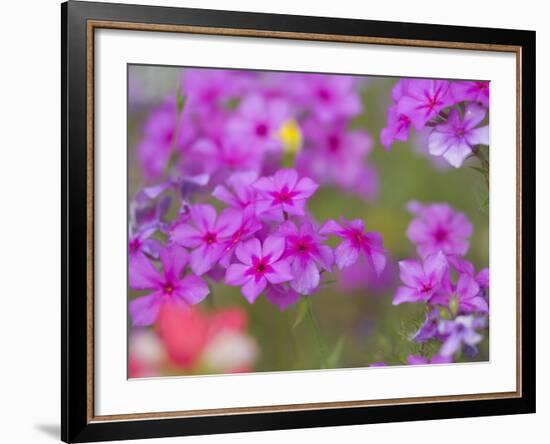 Phlox in Bloom Near Devine, Texas, USA-Darrell Gulin-Framed Photographic Print