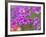 Phlox in Bloom Near Devine, Texas, USA-Darrell Gulin-Framed Photographic Print