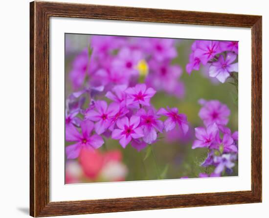 Phlox in Bloom Near Devine, Texas, USA-Darrell Gulin-Framed Photographic Print