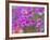 Phlox in Bloom Near Devine, Texas, USA-Darrell Gulin-Framed Photographic Print