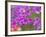 Phlox in Bloom Near Devine, Texas, USA-Darrell Gulin-Framed Photographic Print